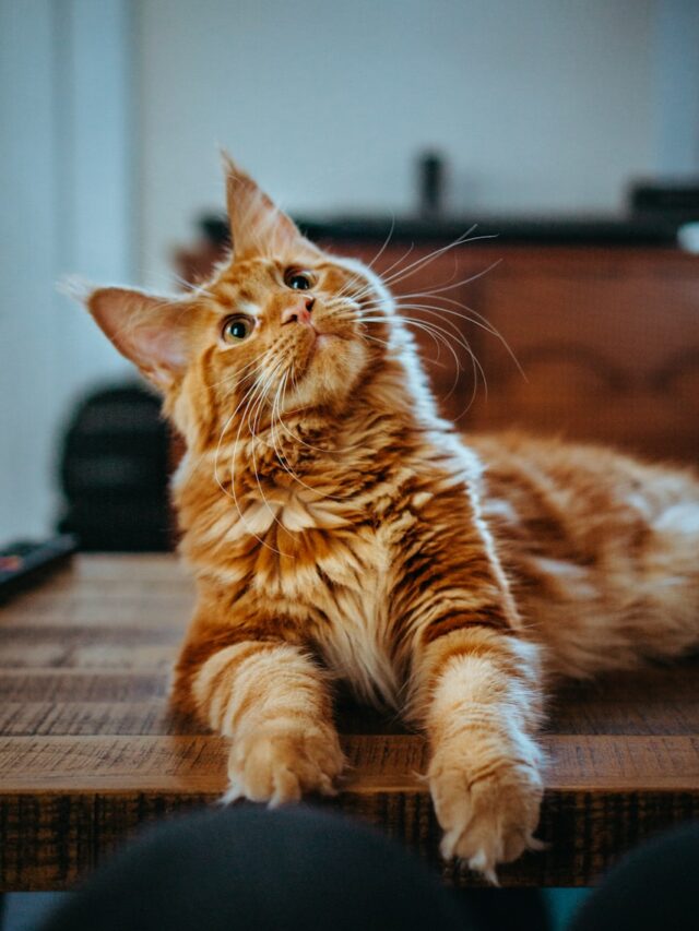9 Longest-Living Cat Breeds