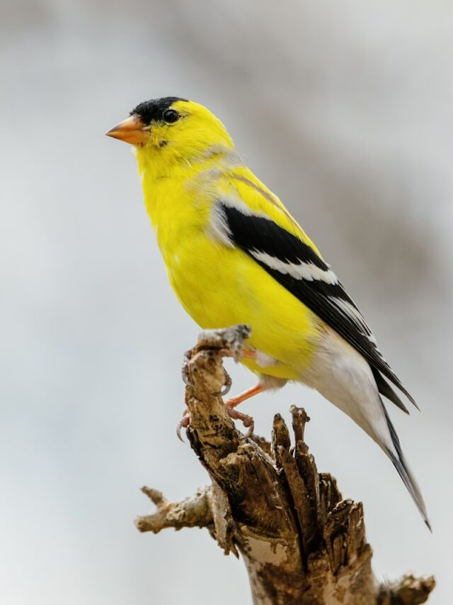 8 Stunning Plants That’ll Attract Goldfinches To Your Yard In Record Time