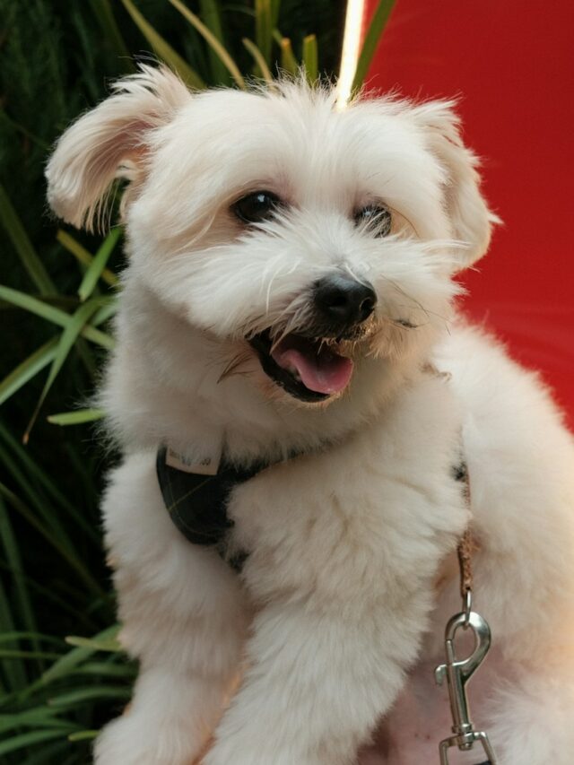 9 Gentle Dog Breeds That Suit a Senior Lifestyle