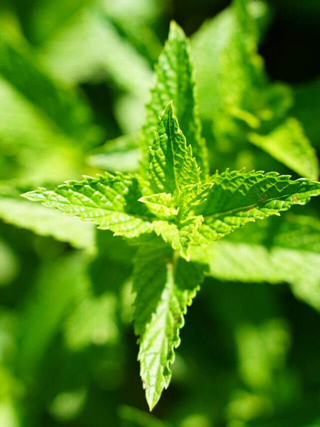 7 Highly Useful Plants to Add to Your Garden