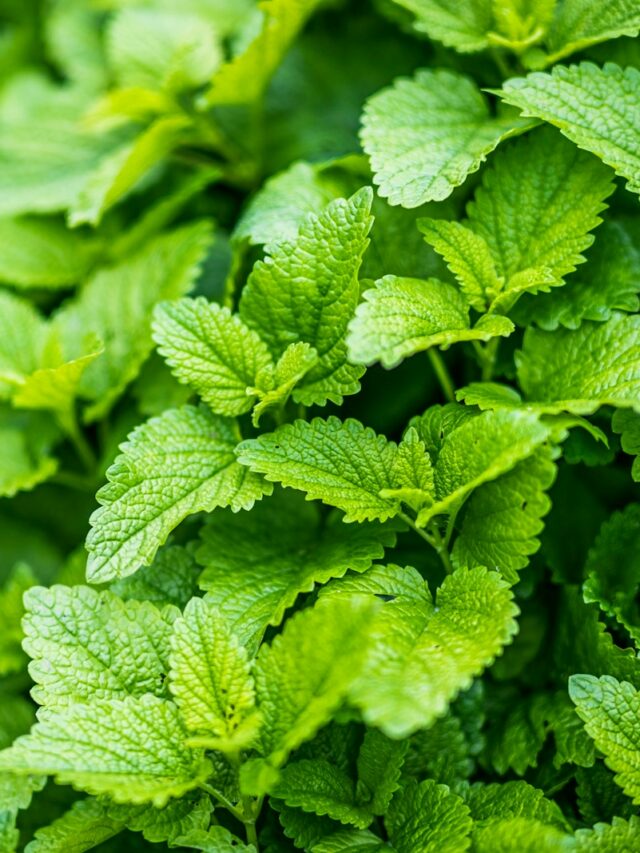 9 Benefits of Lemon Balm
