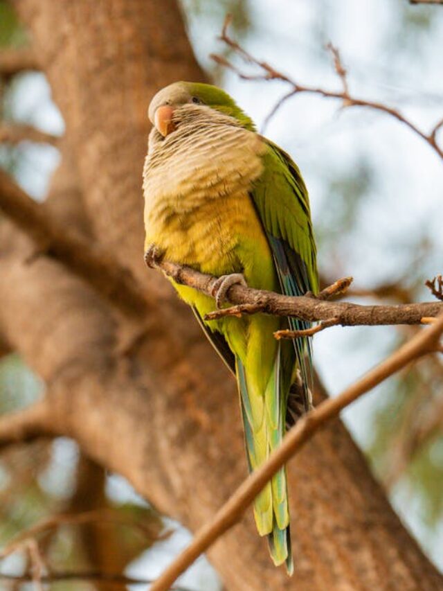 Bird Species