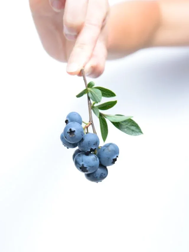 Blueberries