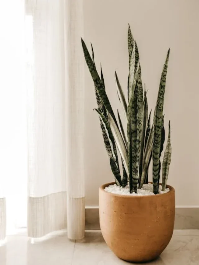 Indoor Plants