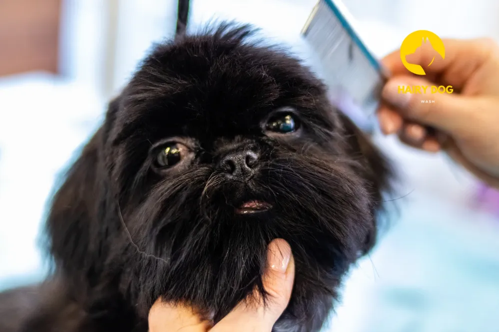Seasonal Grooming Tips