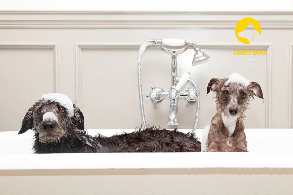 Seasonal Grooming Tips